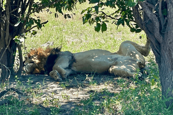 Männlicher Löwe liegt ganz entspannt unter einem Baum