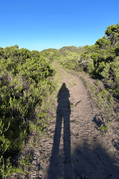 Mein Schatten auf dem Weg zwischen Fynbos im Naturschutzgebiet