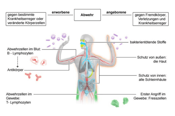 Bestandteile der erworbenen (Fresszellen) und angeborenen (ANtikörper) Immunabwehr