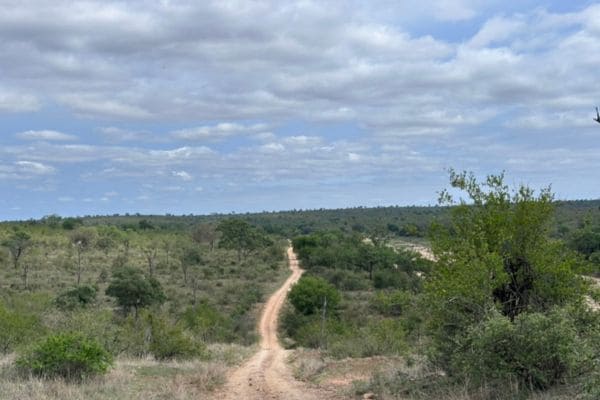 Dirt Road inmitten von ganz viel Grün im Kruger Park