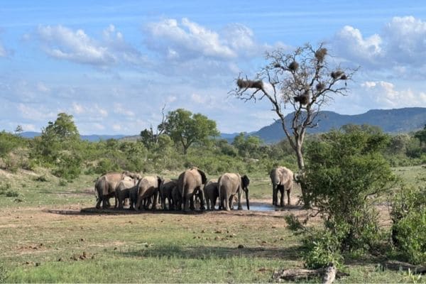 Blick auf ein Wasserloch, an dem eine Gruppe Elefanten gerade trinkt