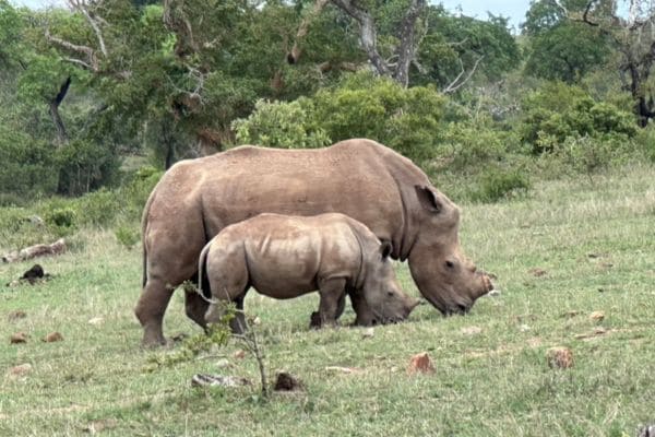 2 Nashörner beim Grasen - Mama und Kind