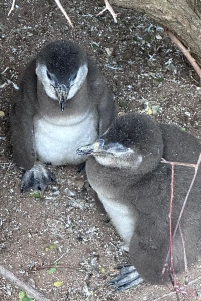 2 kleine flauschige Pinguine