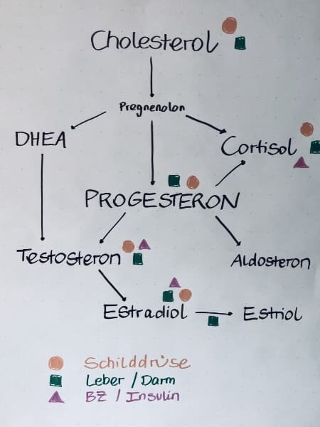 Übersicht über die Zusammenhänge der Steroidhormone